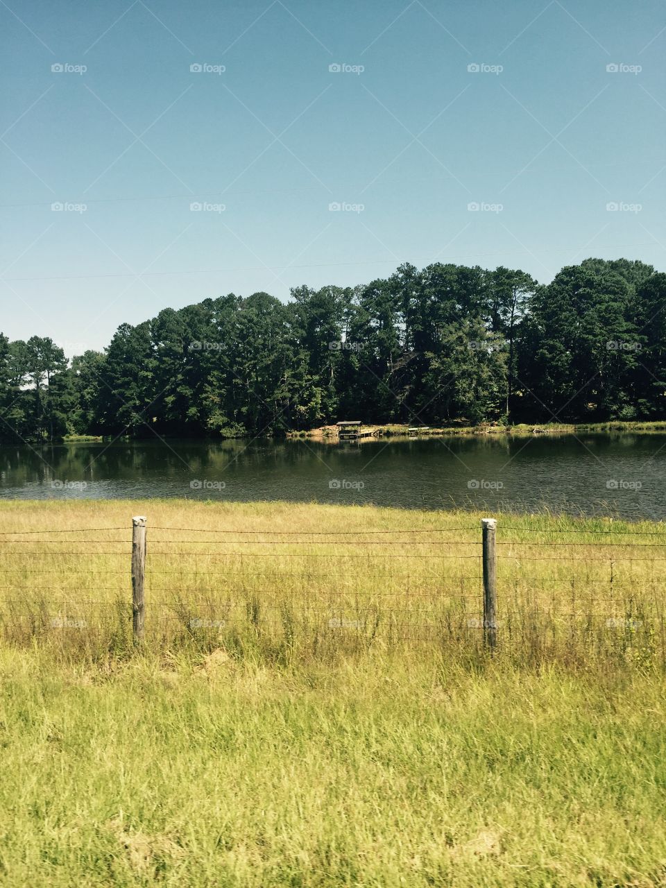 Trees, country grass leading up to a lake.