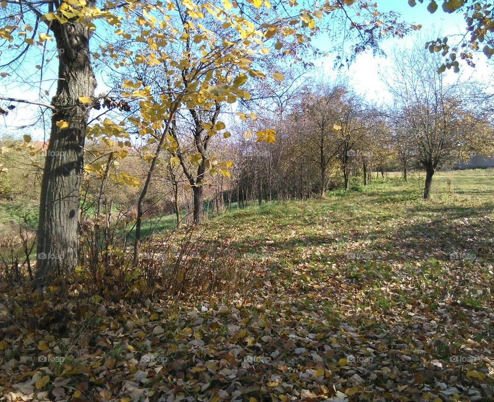 autumn, trees, fallen leaves