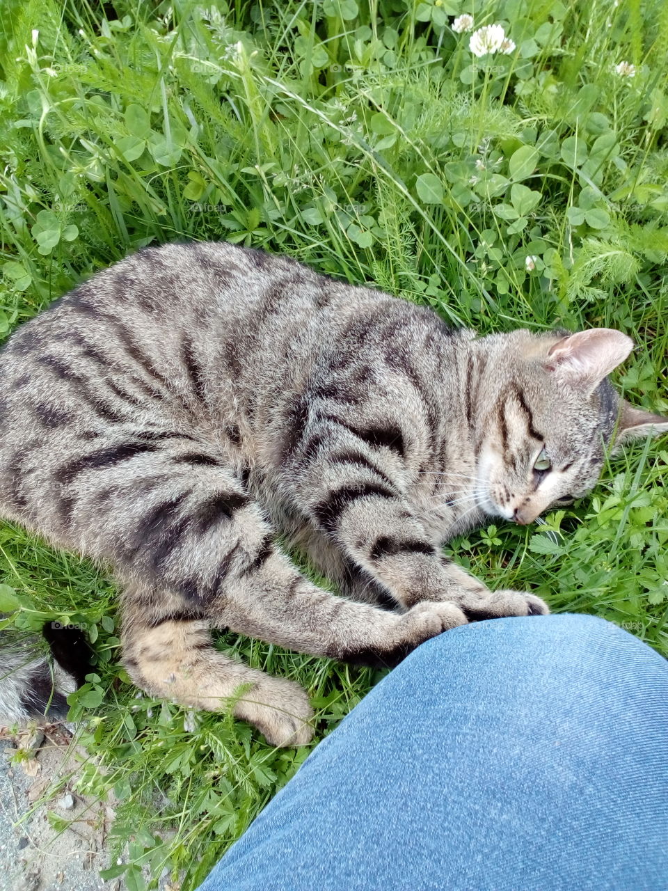 my cat playing with me