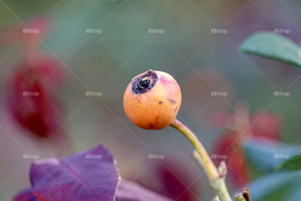 Orange rose hip still life 