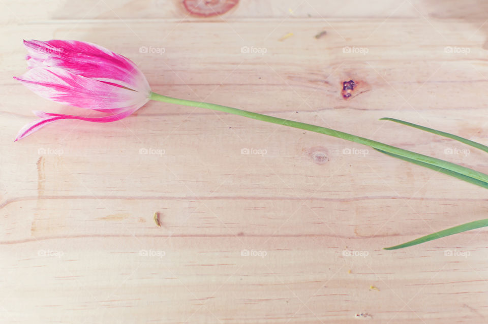 Pink tulip flower on wooden table