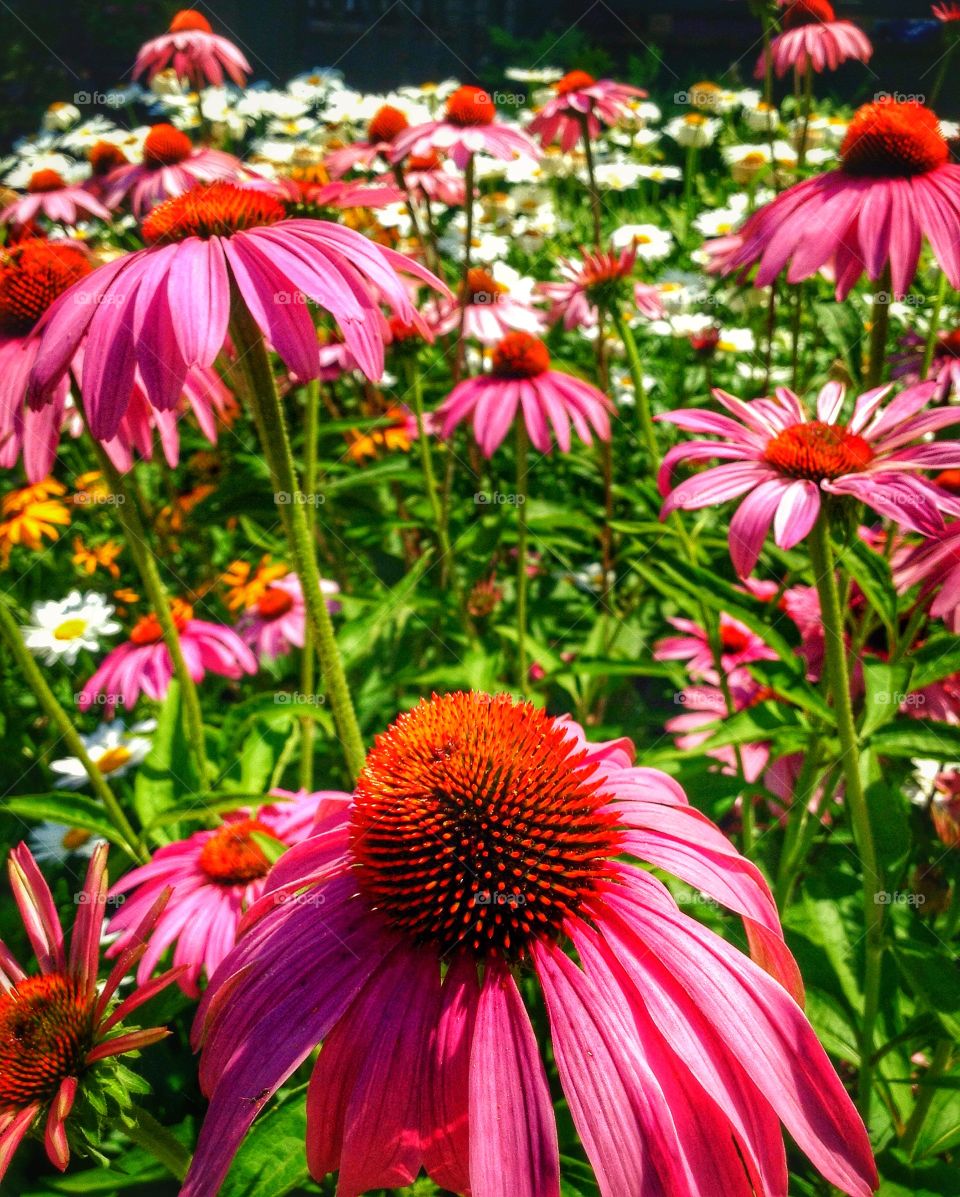 Summer gardens . The flowers of summer in full bloom.