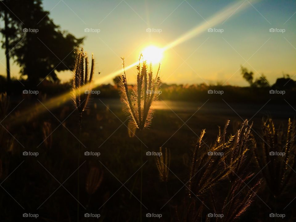 Megical sunset with grass in country of Thailand