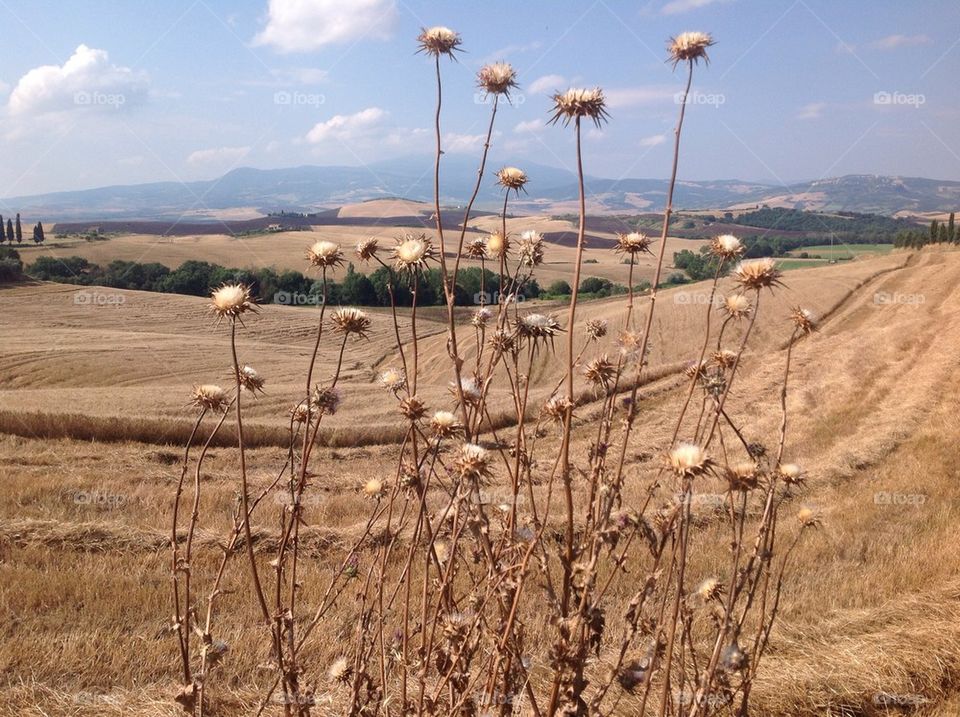 campo di grano in tuscany, the gladiator scene,