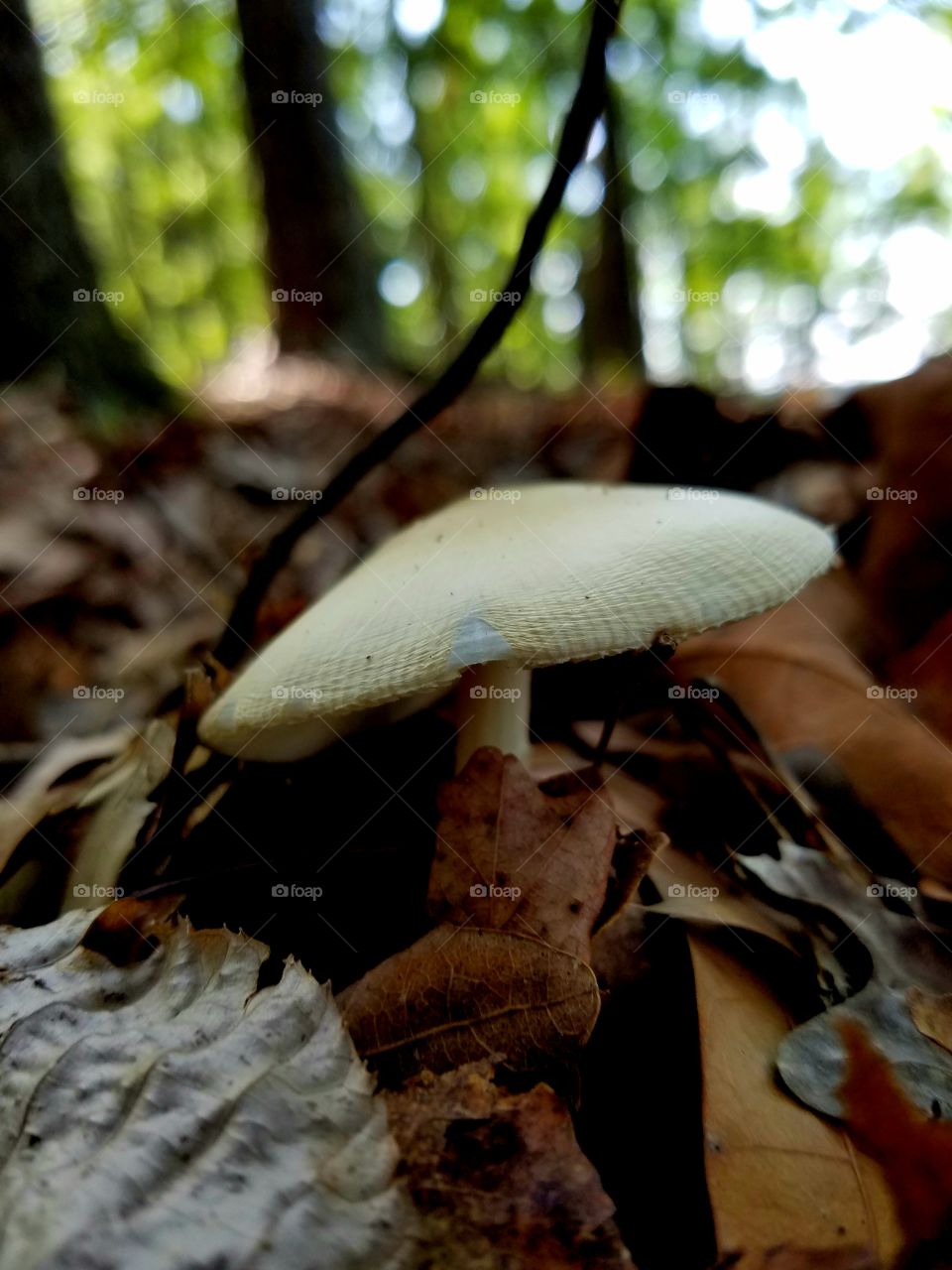 mushroom escaping from the leaves.