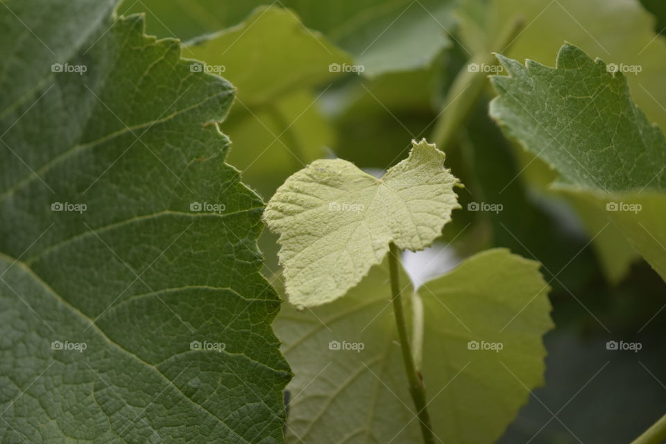 grape vine vineyard