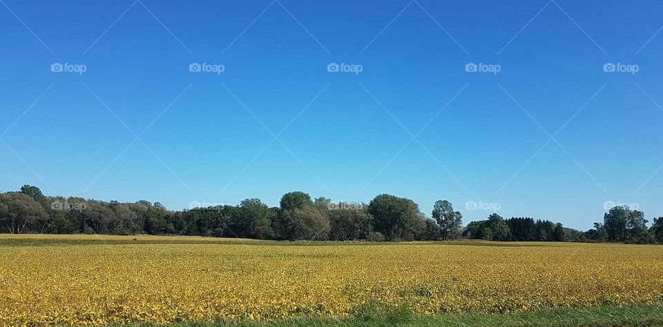 Fall fields