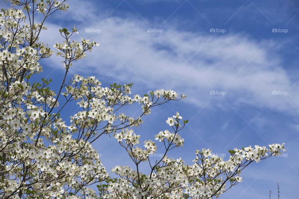 flowering dogwood tree, blue sky with clouds