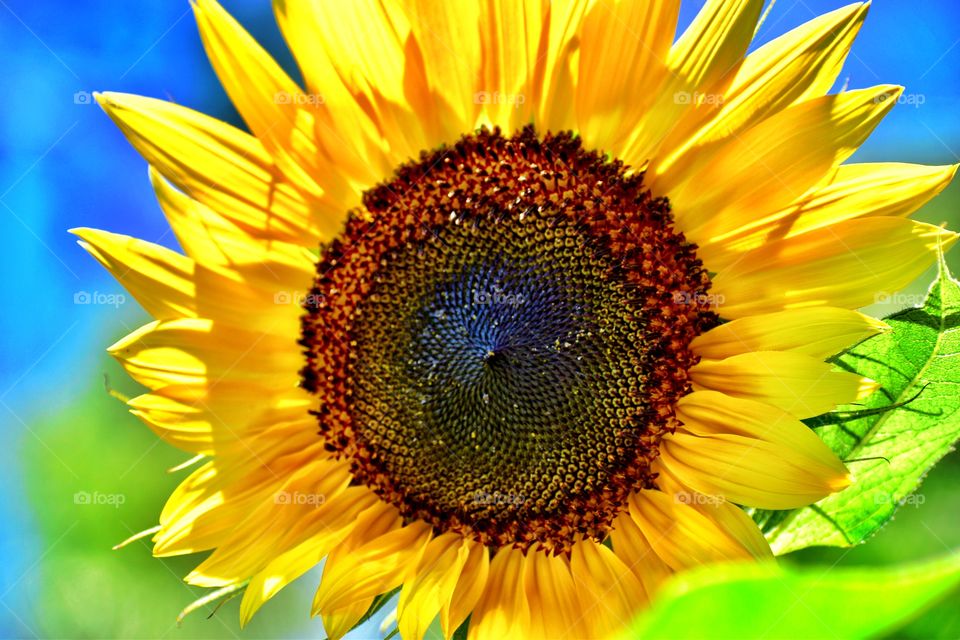 Sunflower in Indiana 