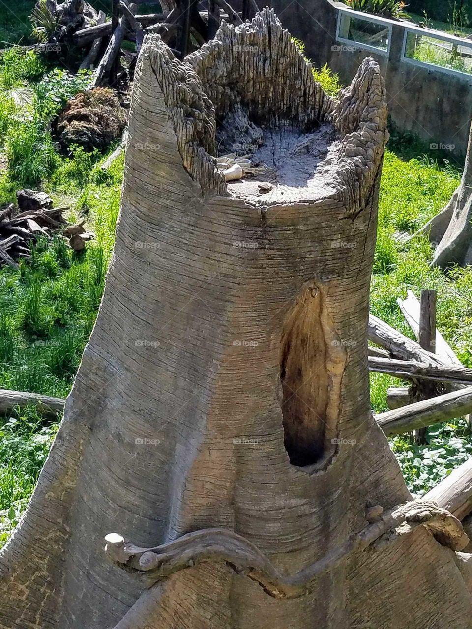 Tree Trunk