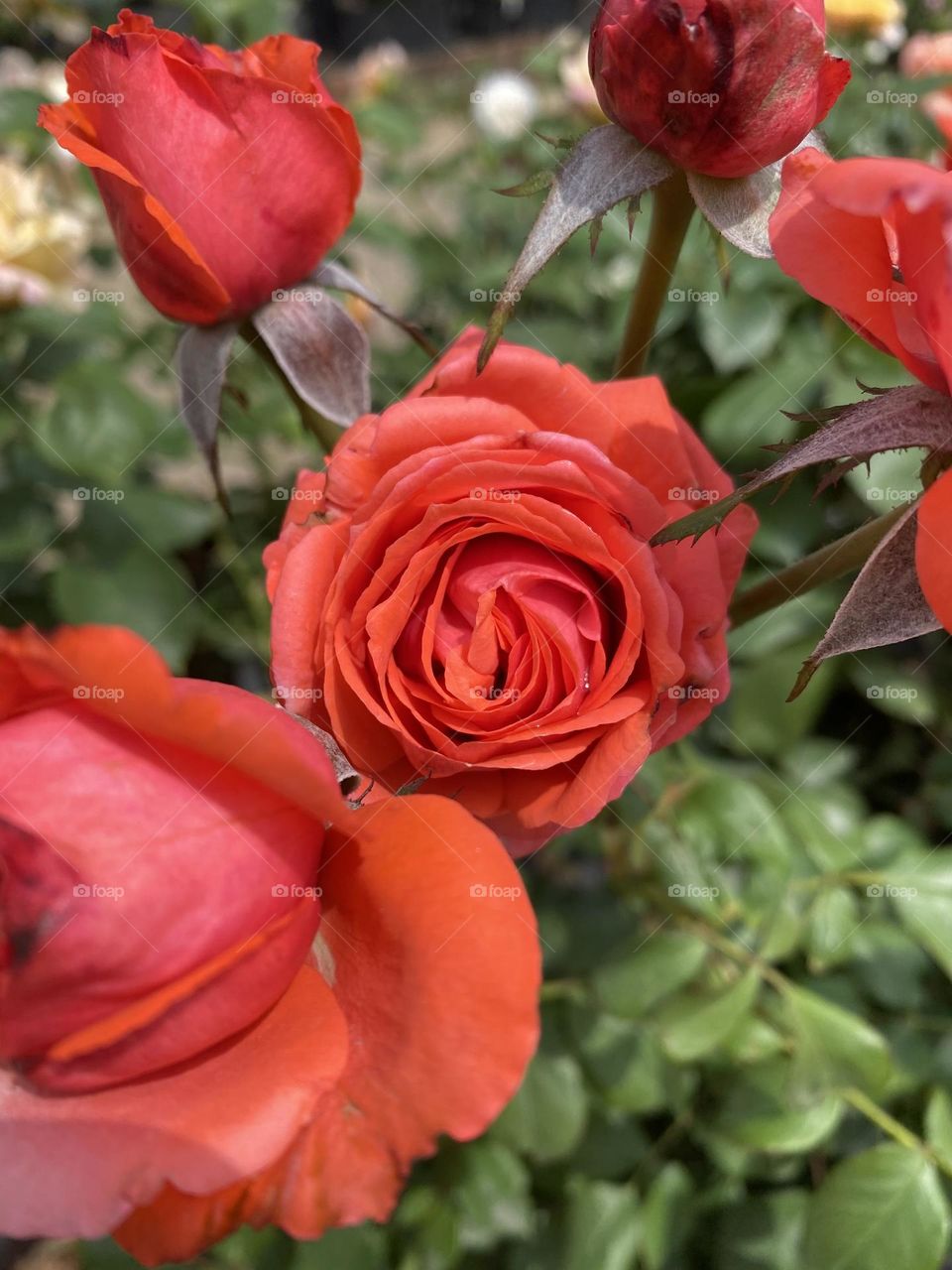 Rose bush