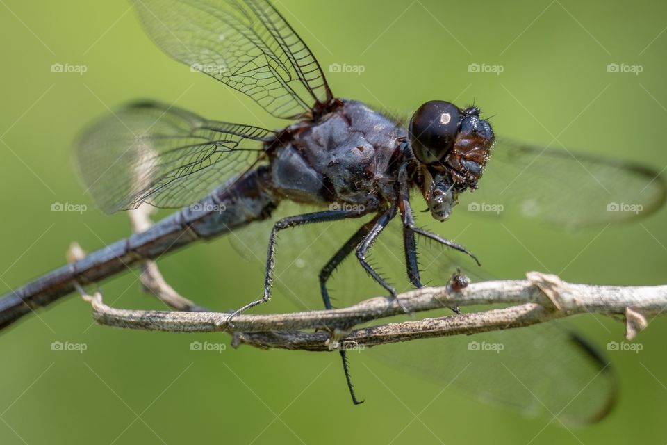 Foap, World in Macro: Detailed gruesome image of the powerful jaws of a male slaty skimmer munching on an unfortunate insect. Good one for Halloween.