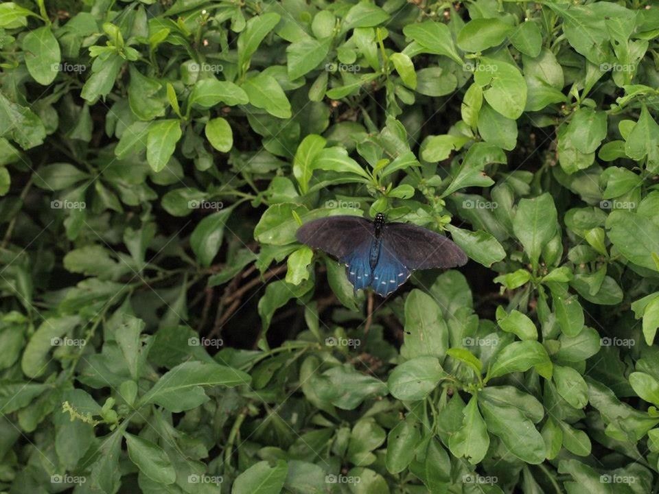 Blue Butterfly