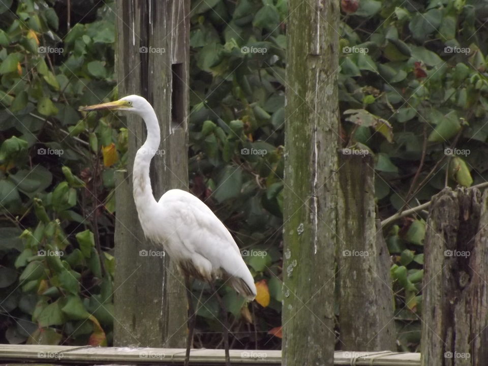 Close-up of white egret