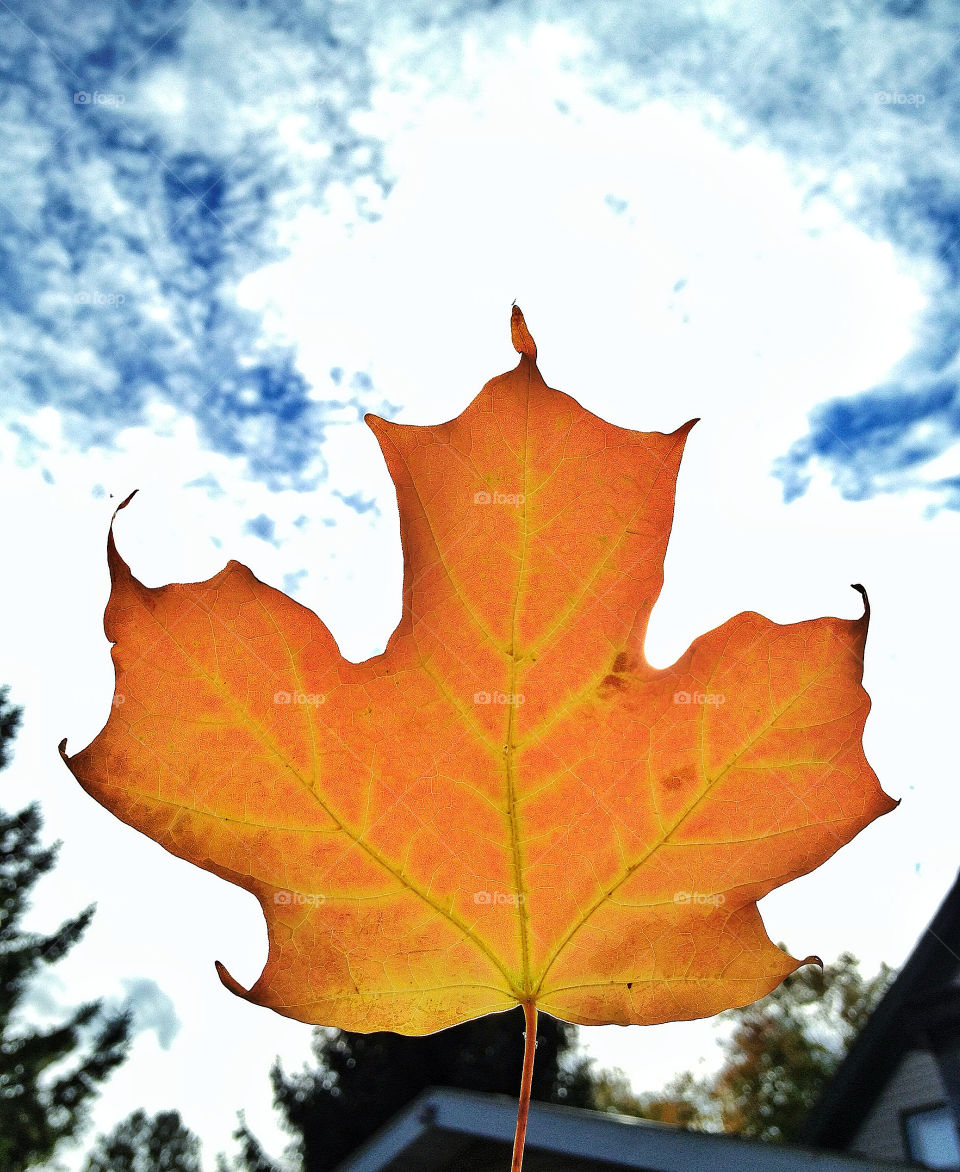 sky green light yellow by somebeach