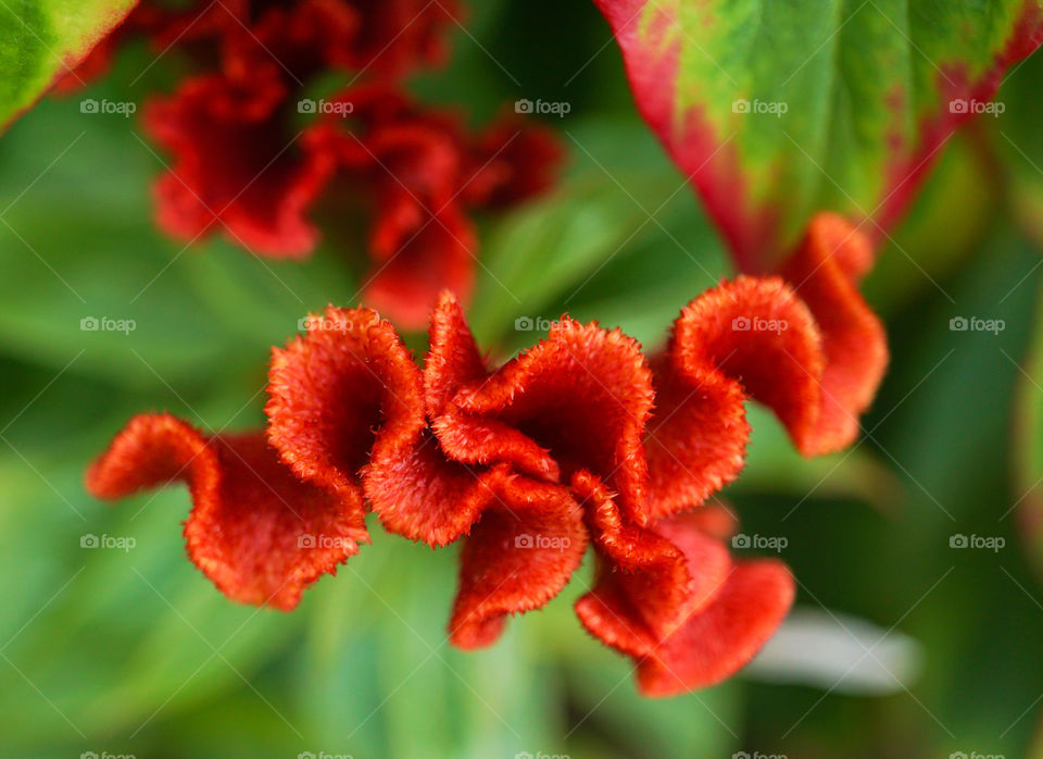 Celosia twisted orange Cockscomb