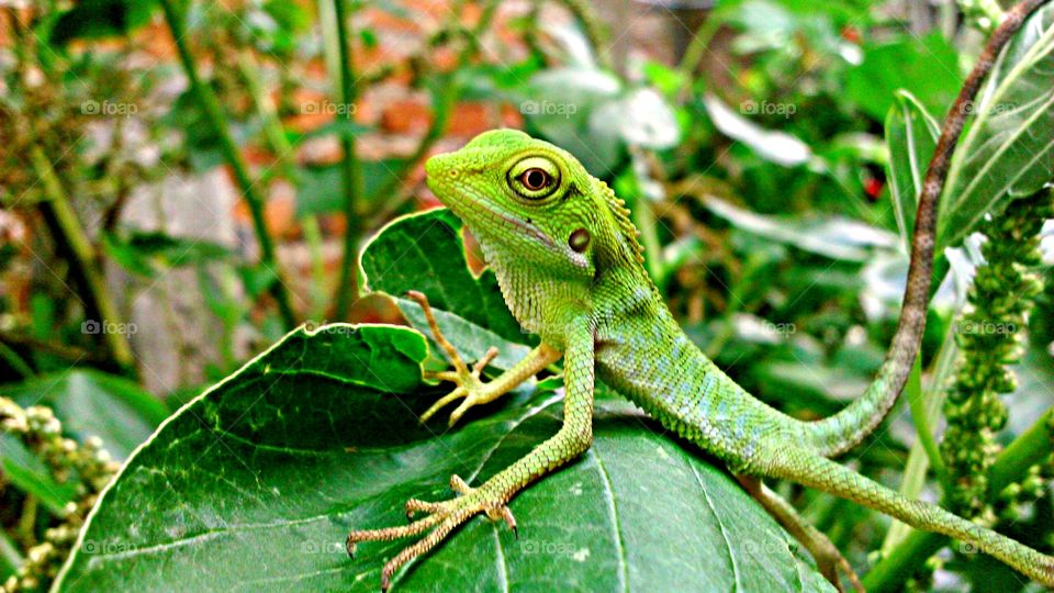 beauty chameleon