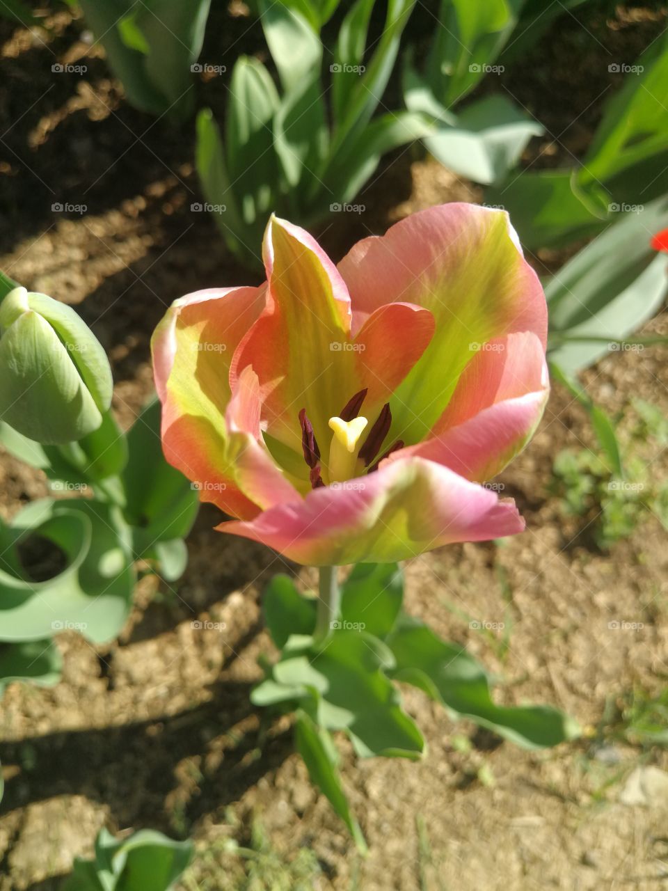 New tulips in the garden