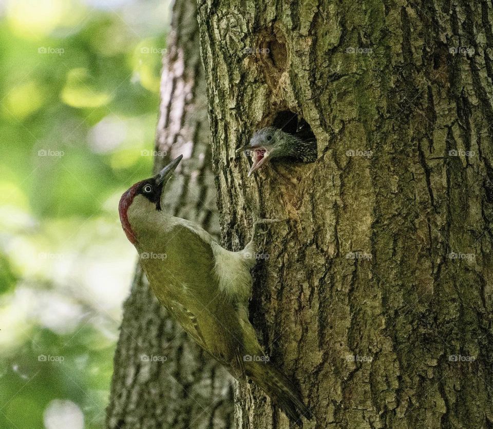 A green woodpecker feeding it’s young