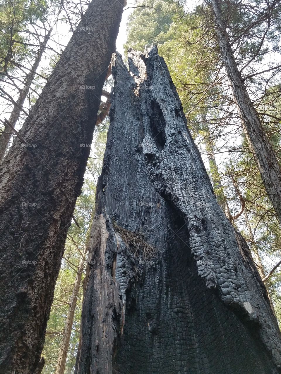 Burnt tree