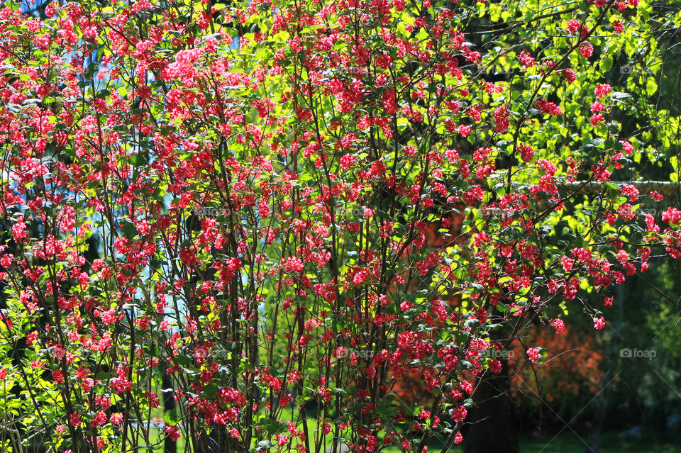 Afternoon Spring light shone through the bright pink flowers and lush green leaves of this shrub creating vibrant colour and beautiful dappled light.
