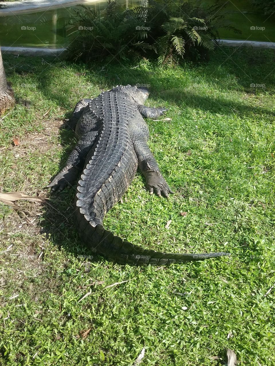Lazy Alligator