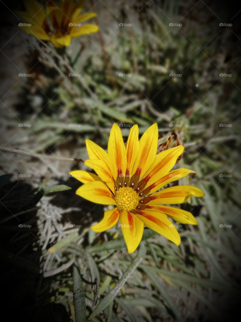 Gazania linearis