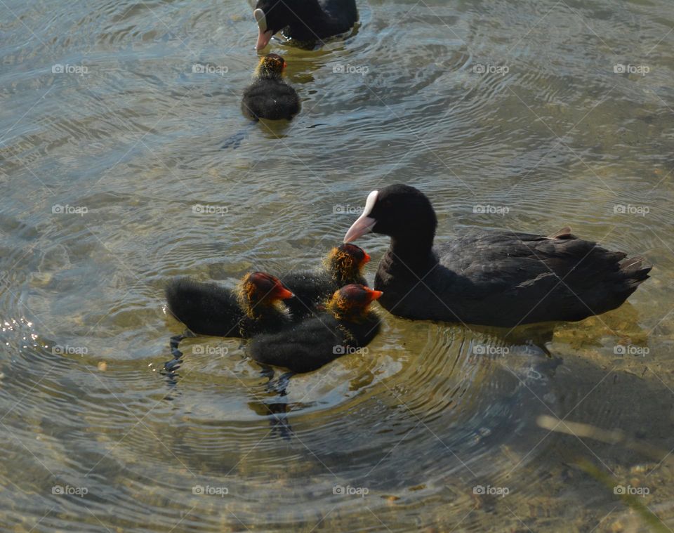black ducks and ducklings family on a lake summer time