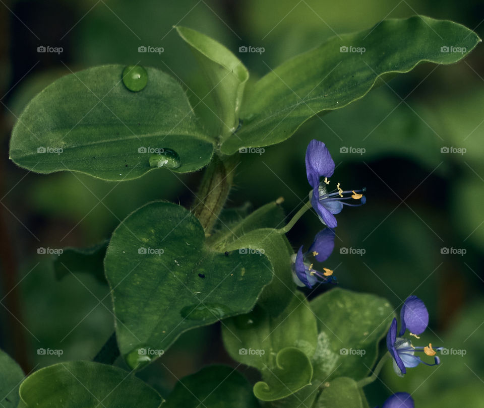 Rain water drops  - asiatic day flower