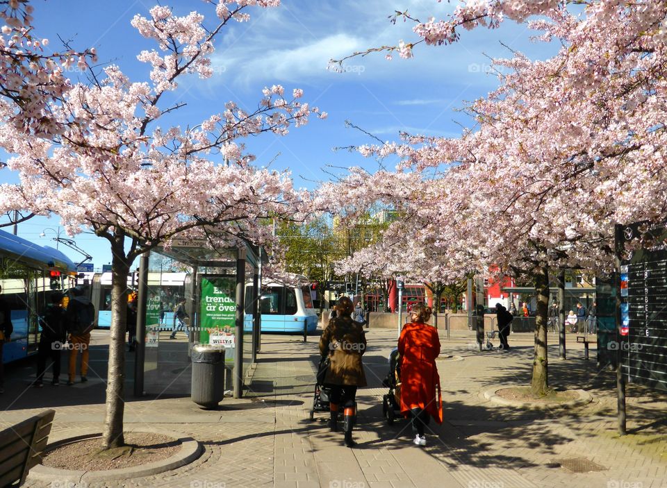 Cherry tree blossom in Gothenburg 