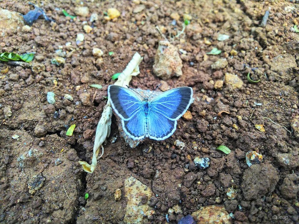 Beautiful little butterfly