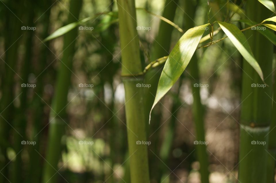 Bamboo 