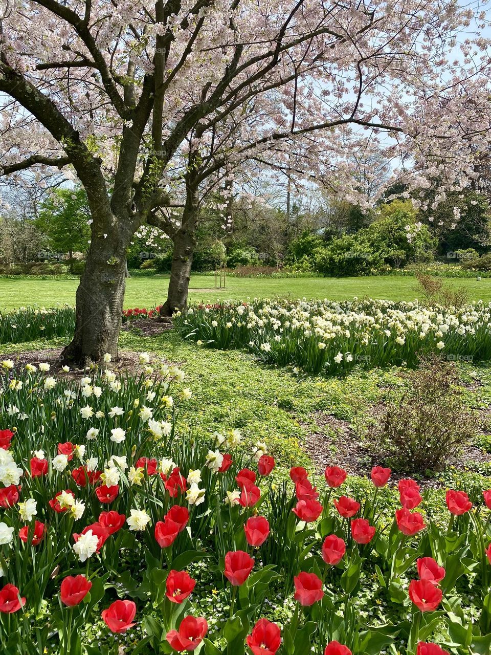 A garden with red and white tulips