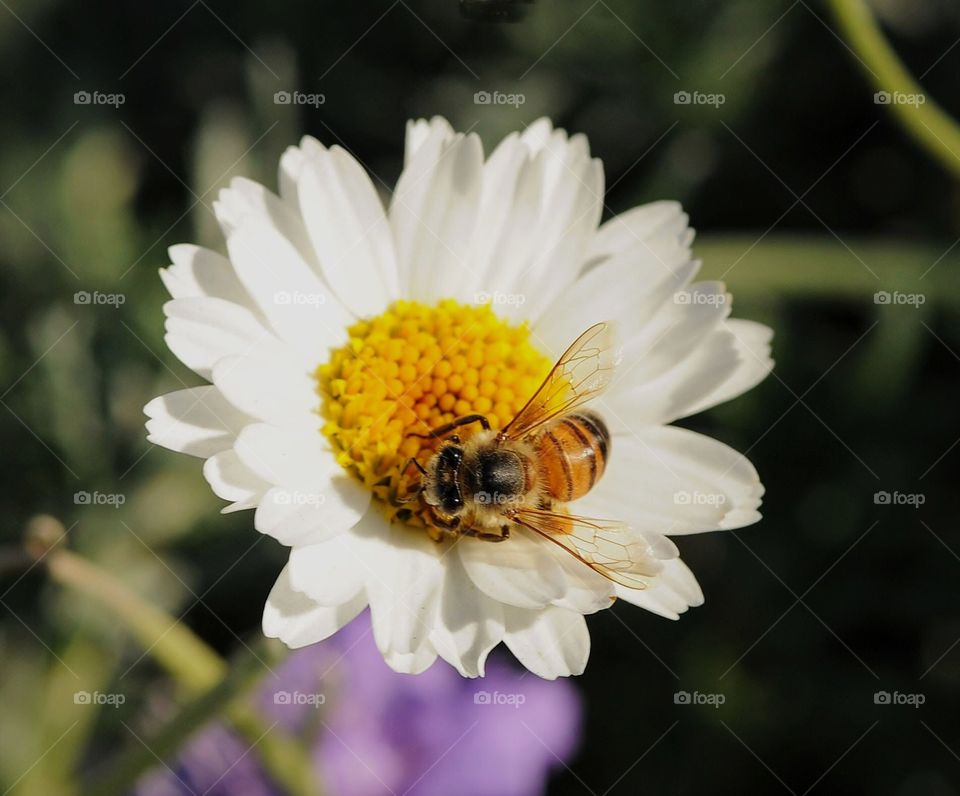 Daisy bee pollen 