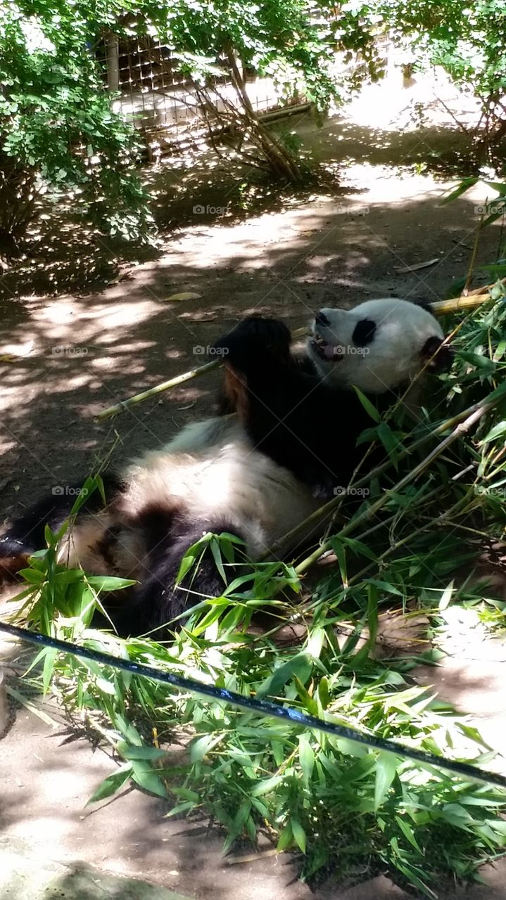 panda. male panda chilling out eat bamboo.  San Diego zoo