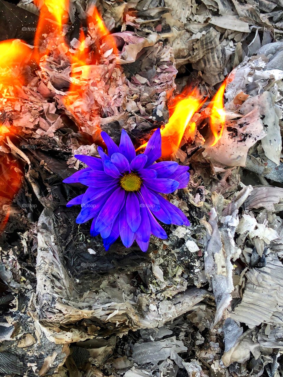 Fire and flower