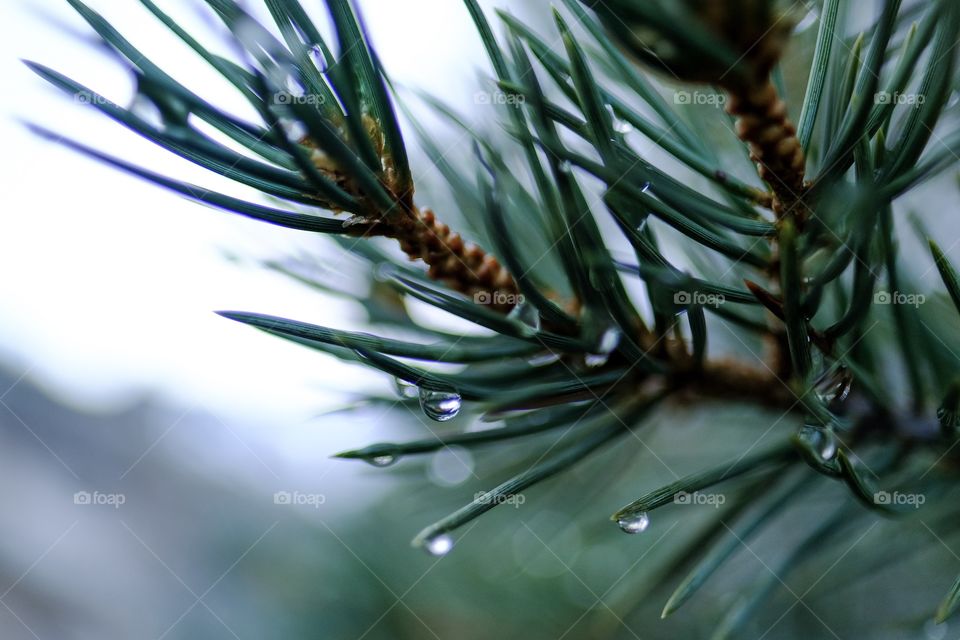 Pine. 