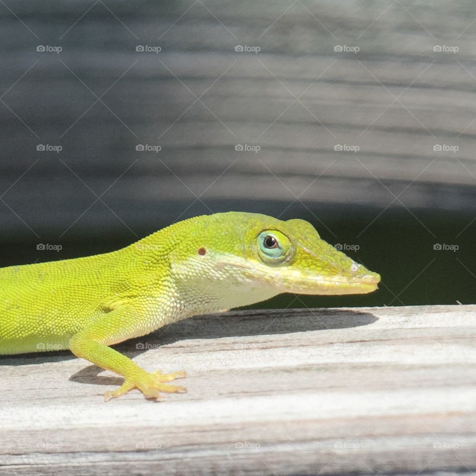 Green lizard