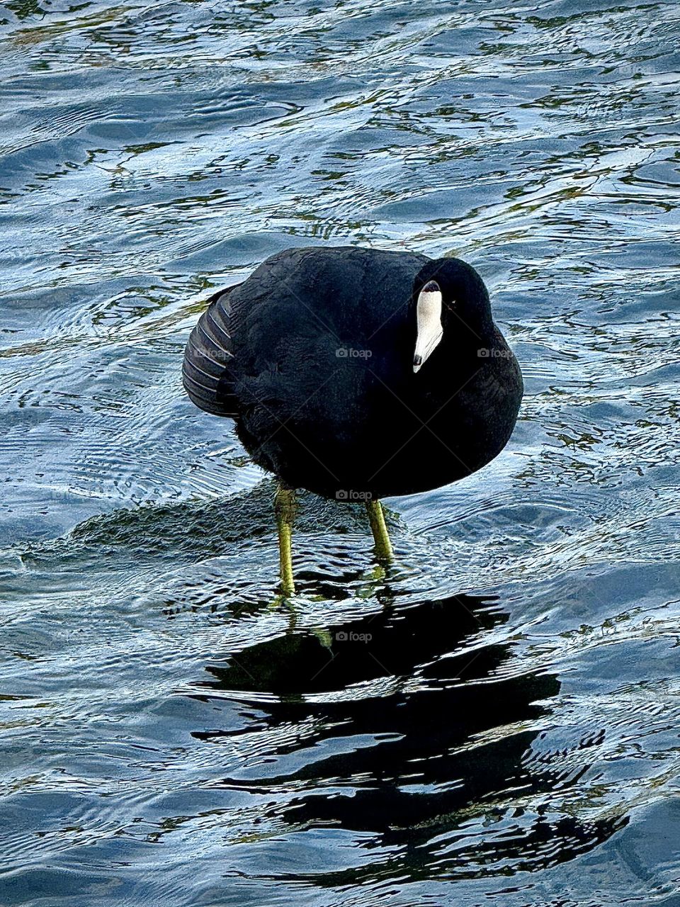 American Coot Profile