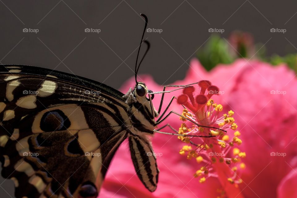 Black and yellow citrus butterfly on a pink hibiscus flower