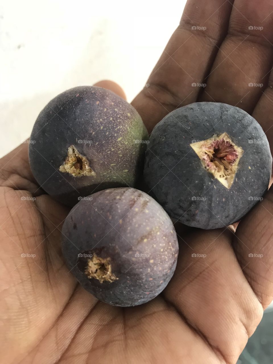 Fig fruit 