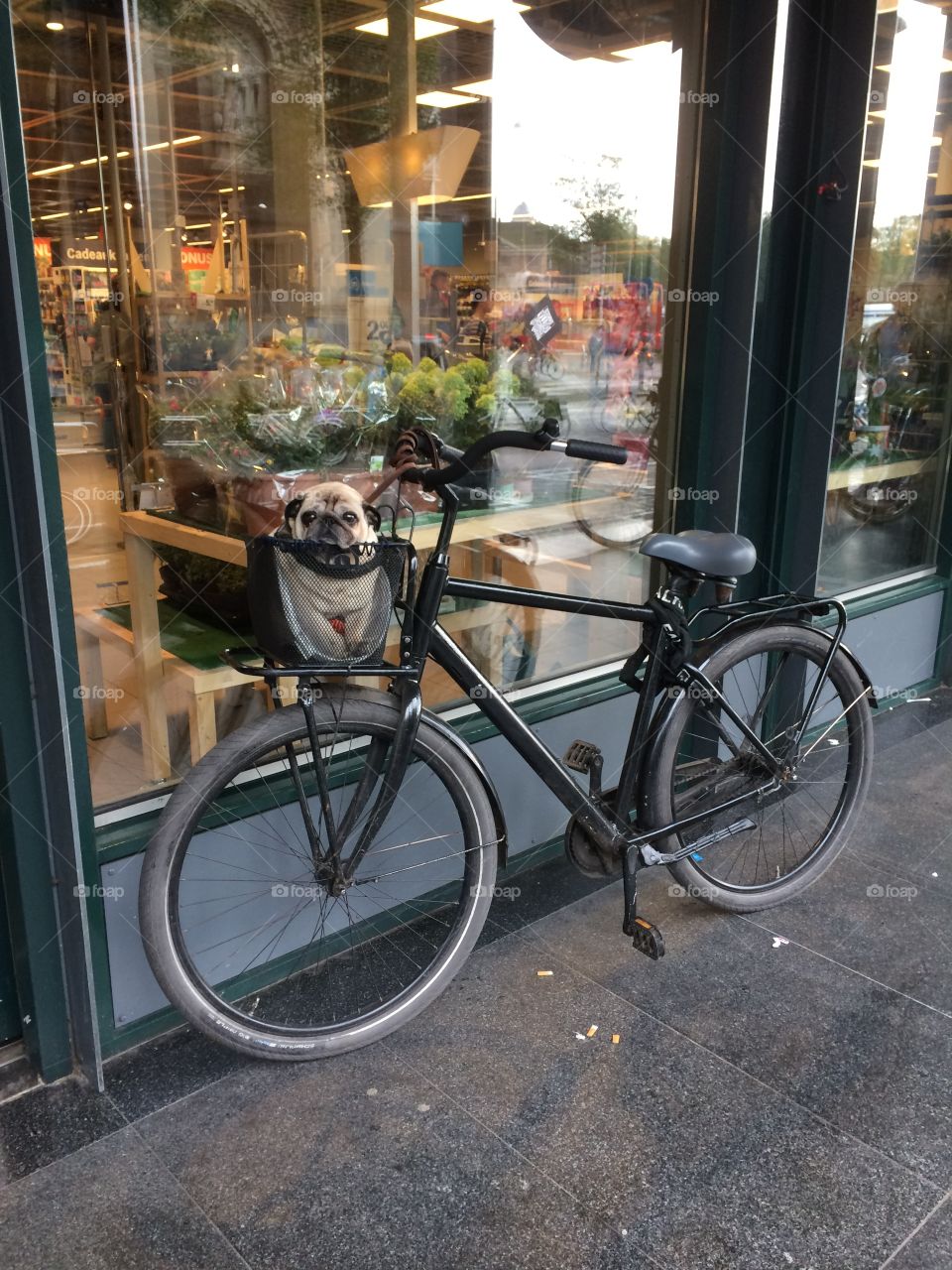 Pug waiting  patiently in bike basket Amsterdam