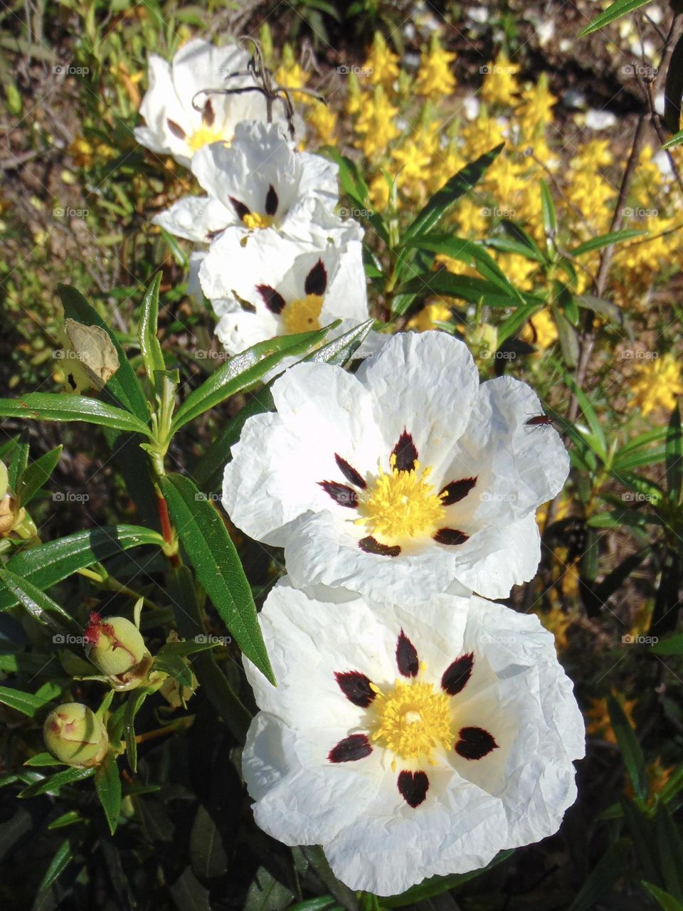 Natural line of flowers