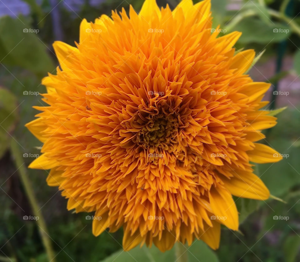 Who wouldn’t smile seeing a teddybear sunflower! 