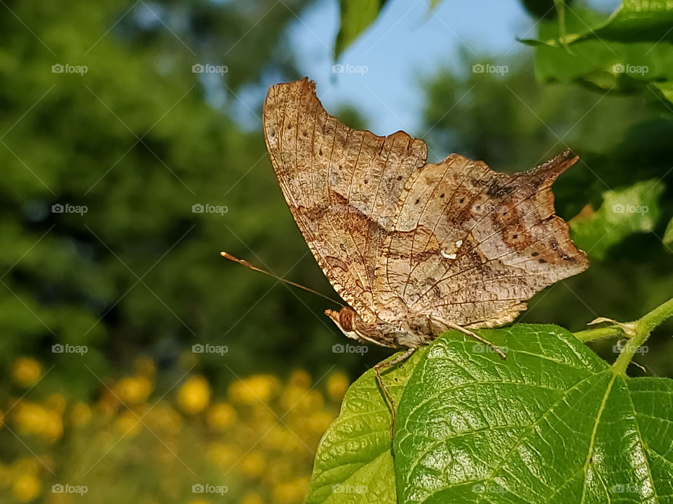 A question mark butterfly on a Hackberry tree leaf with a field of sunflowers in the background.