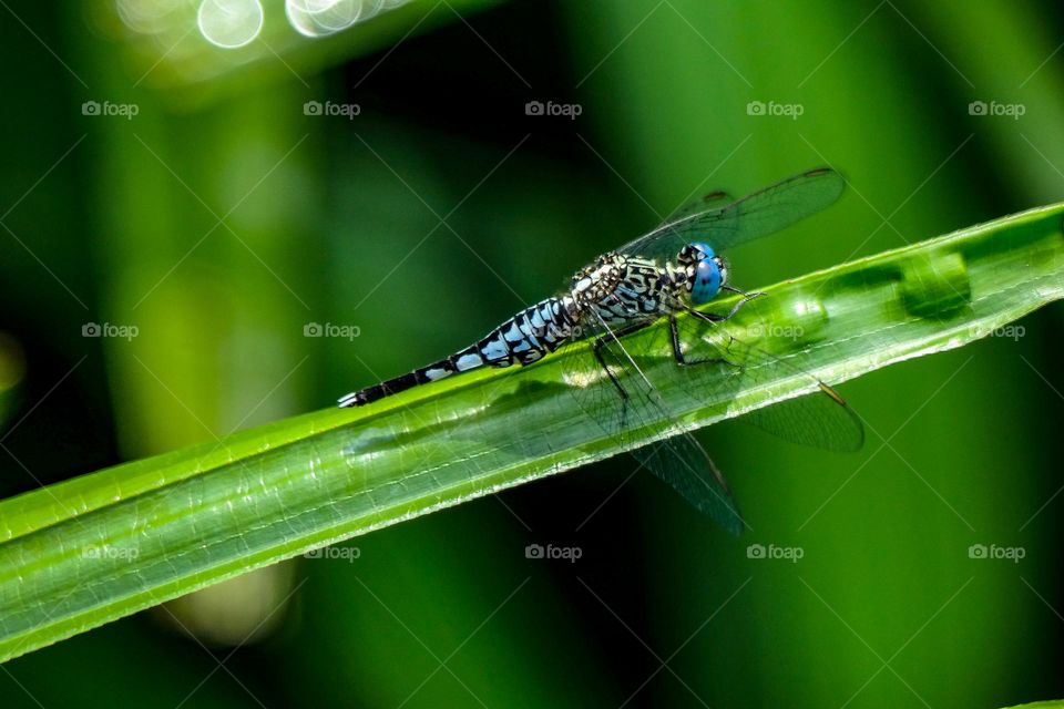 Blue dragonfly perched on reed with green background