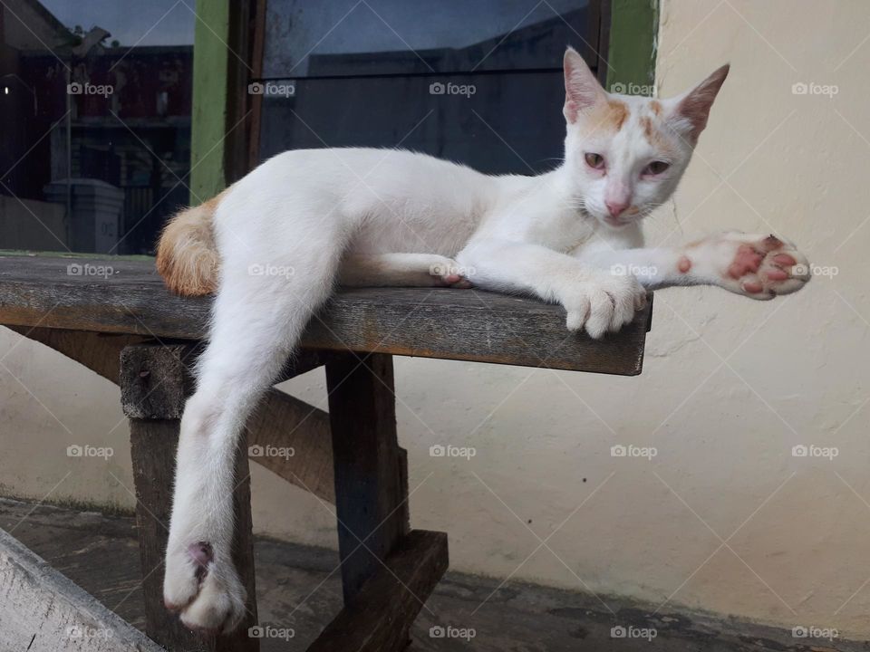 collection of cute and adorable cats