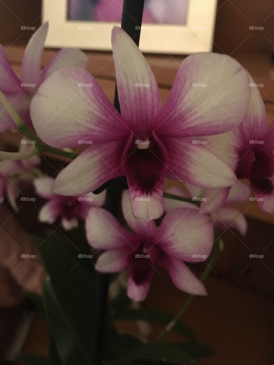 Close up view of pretty two tone purple and white Dendrobium orchid flowers 