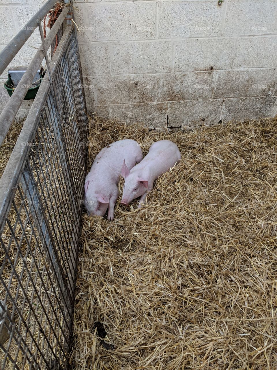 Two pink piglets in a stye
