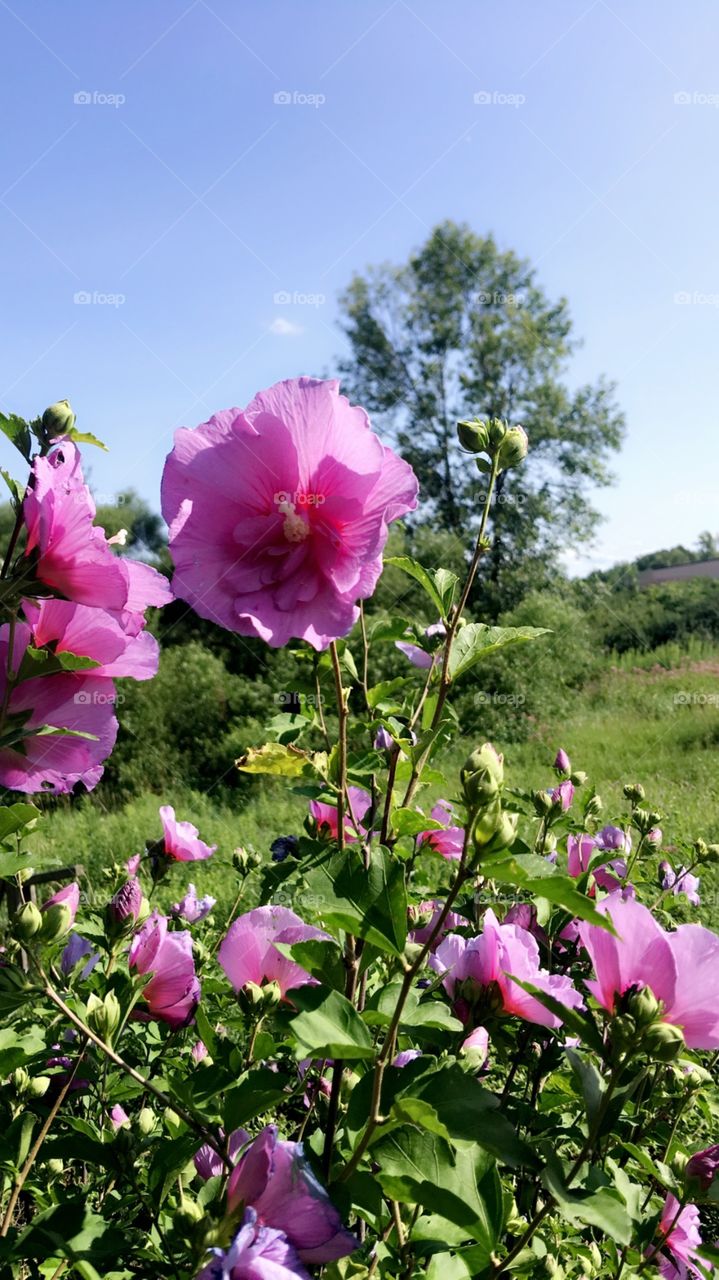 Pink summer flowers 